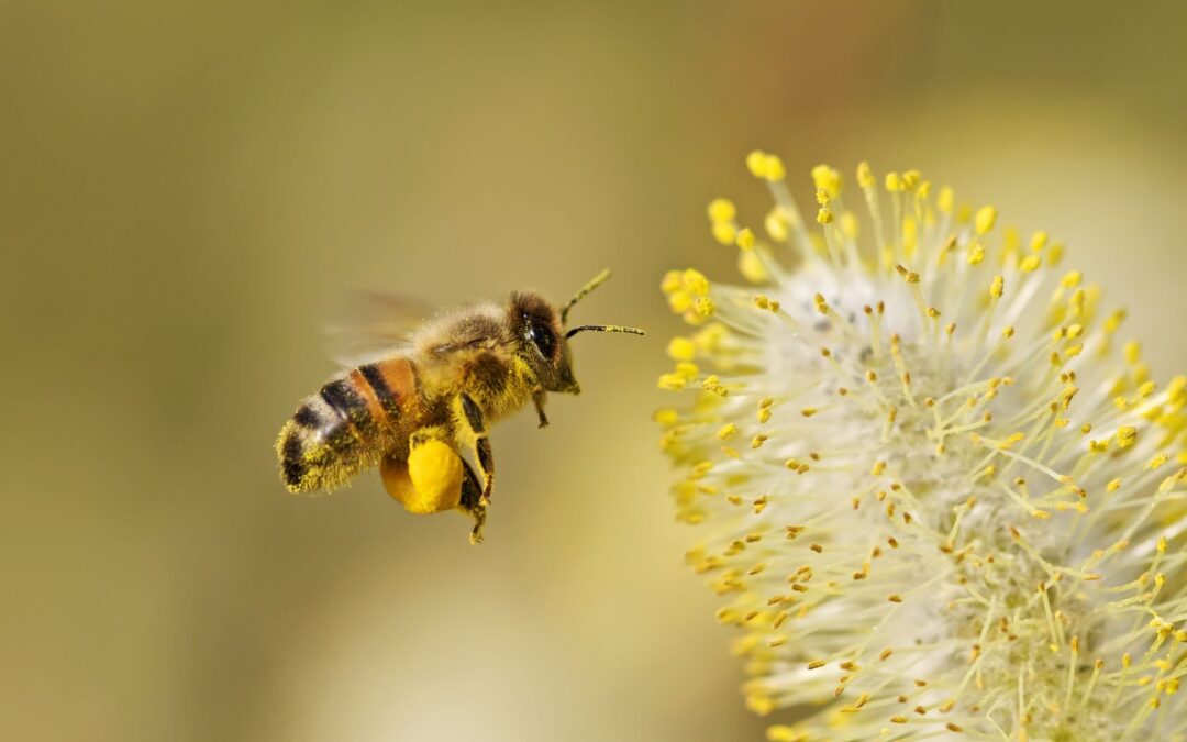 La importancia vital de las abejas en nuestro ecosistema