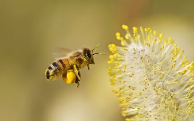 La importancia vital de las abejas en nuestro ecosistema