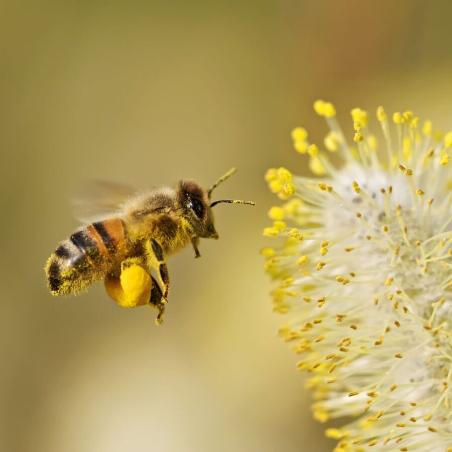 Día mundial de la abeja - Radio Fe y Alegría 1300 AM