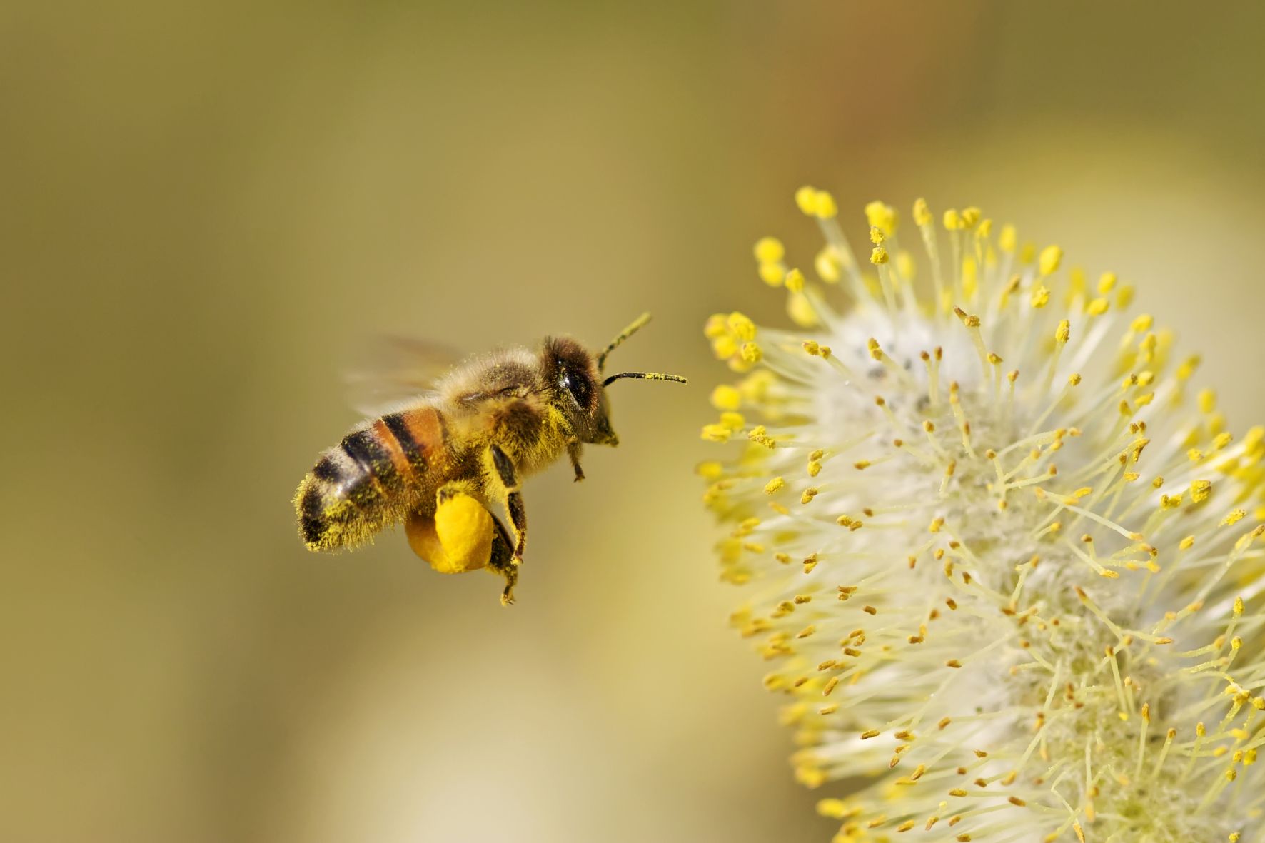 Día mundial de la abeja - Radio Fe y Alegría 1300 AM Día mundial de la abeja - Radio Fe y Alegría 1300 AM