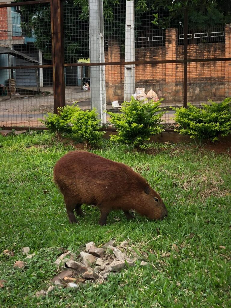 Visita del Parque Manuel Ortiz Guerrero - Radio Fe y Alegría - carpincho