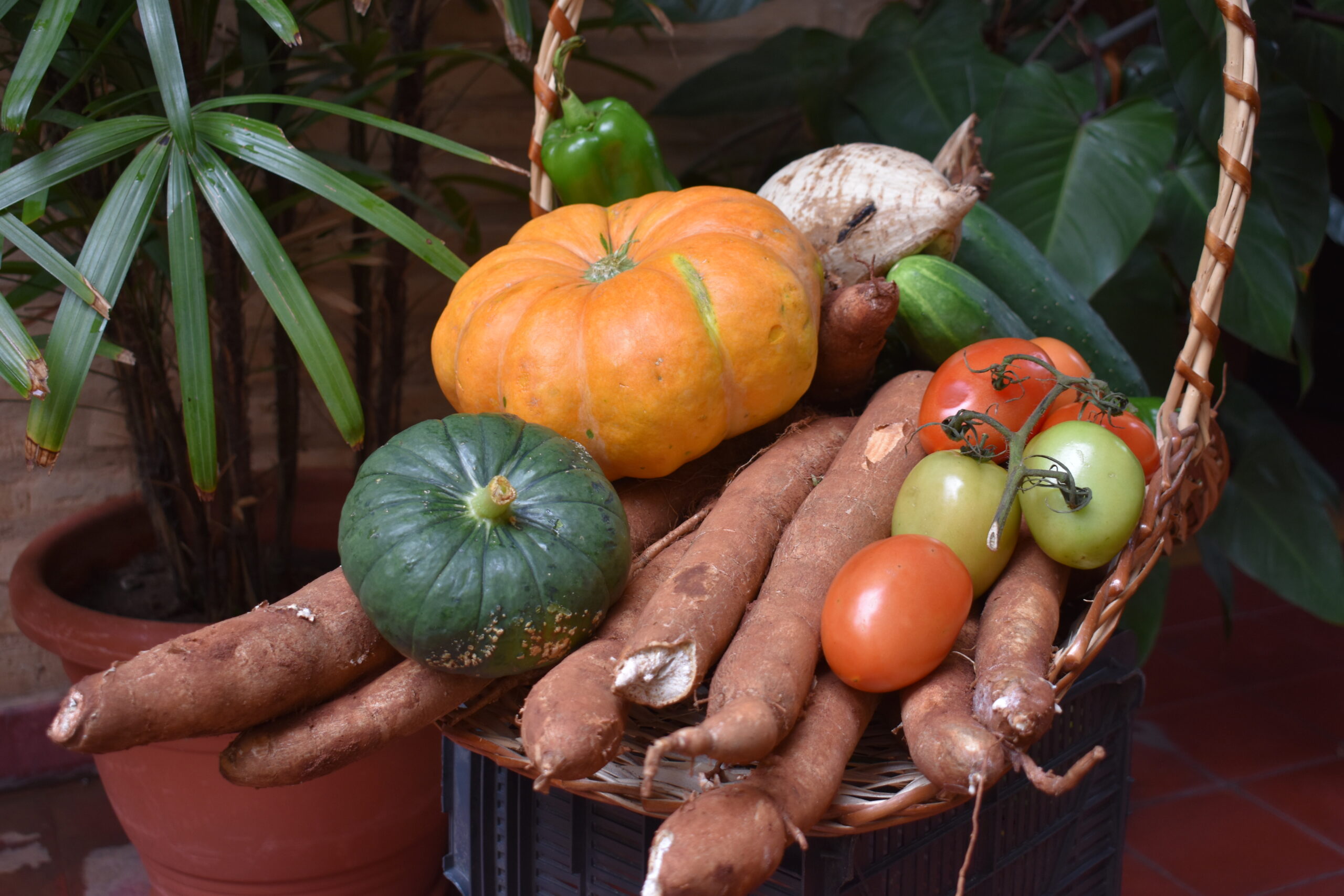 Feria de semillas nativas y criollas