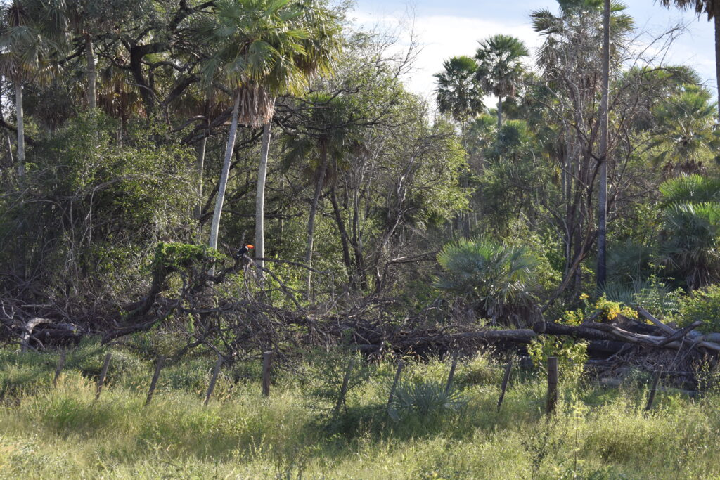Naturaleza en el Chaco