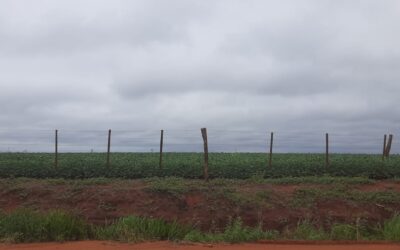 Paraguay y la desigualdad en la tierra: “El Estado sigue capturado por los grandes terratenientes”